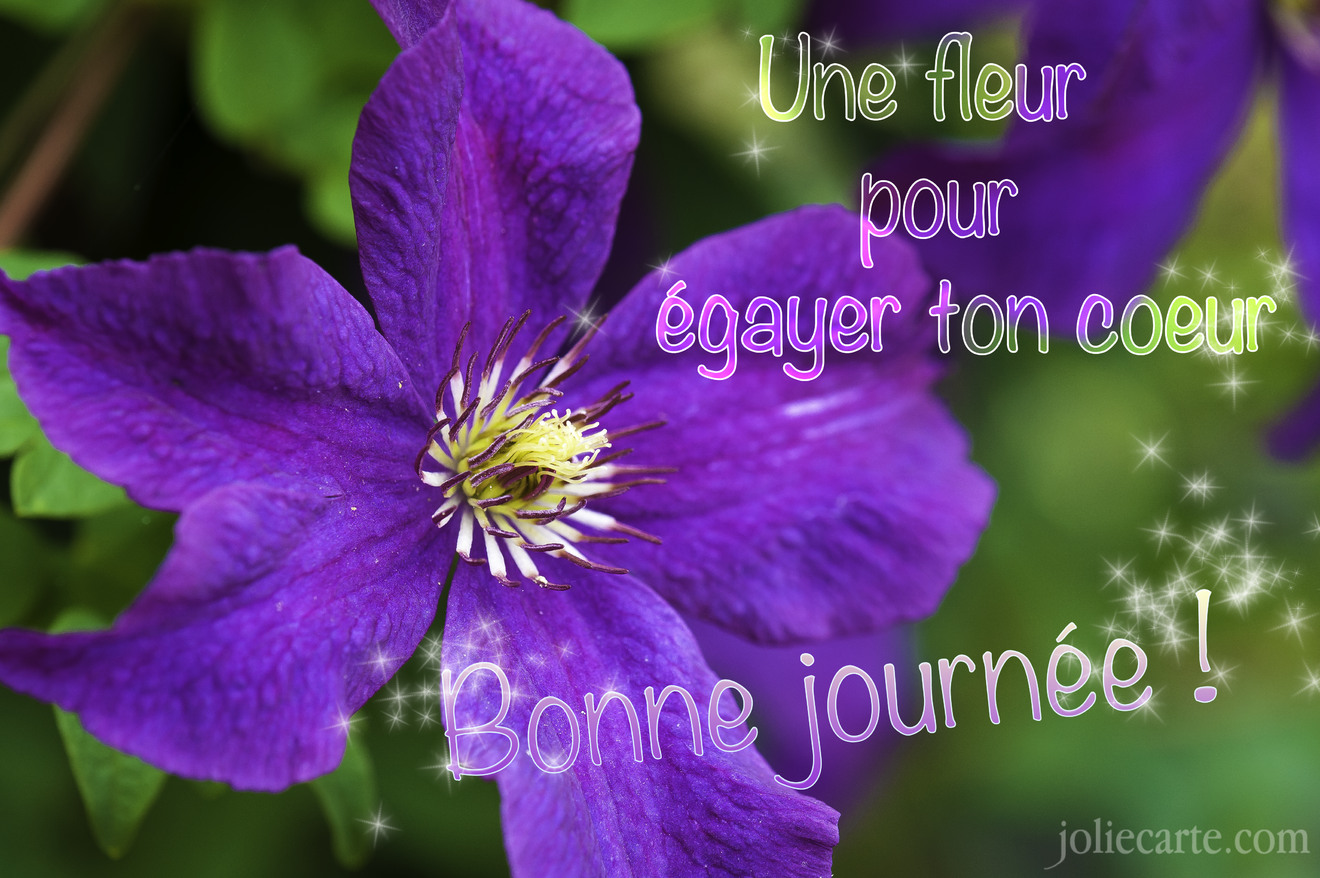 Une fleur pour égayer ton coeur. Bonne journée