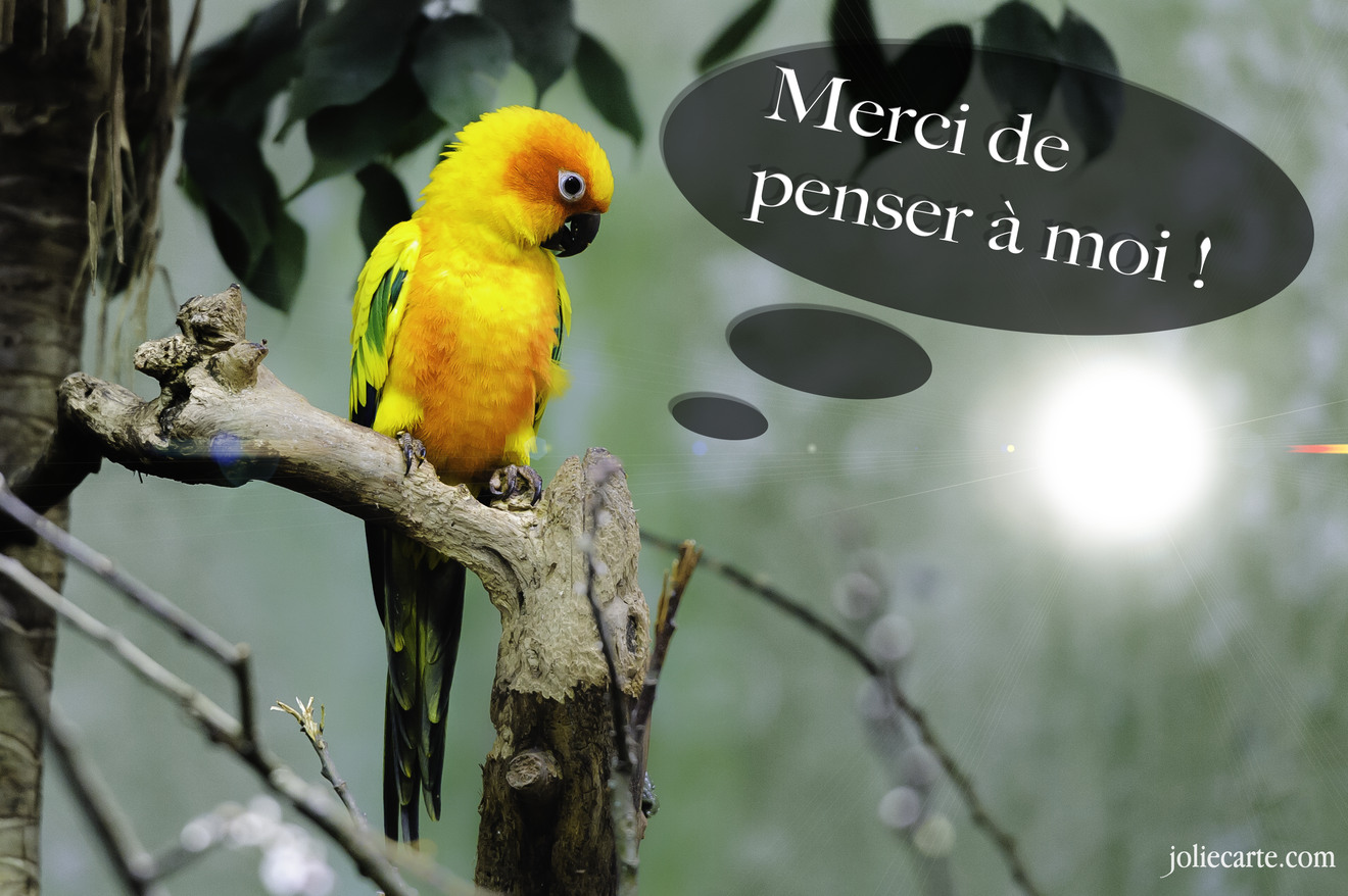 Cartes virtuelles merci penser a moi Joliecarte
