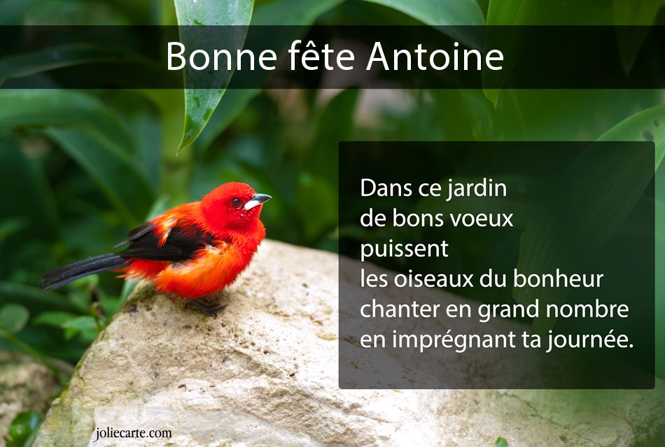 Cartes virtuelles bonne fête Antoine