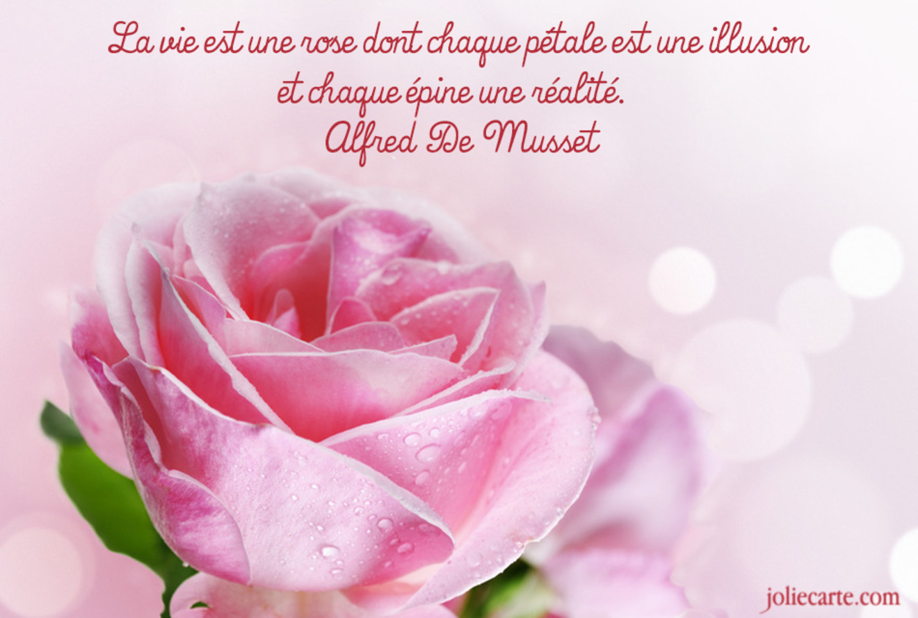 La vie est une rose dont chaque pétale est une illusion 
et chaque épine une réalité.  
Alfred De Musset