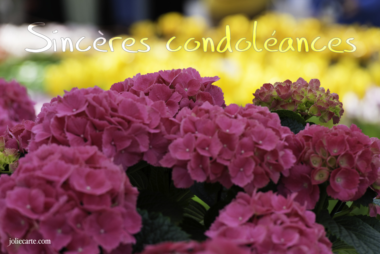 Cartes Virtuelles Sinceres Condoleances Joliecarte