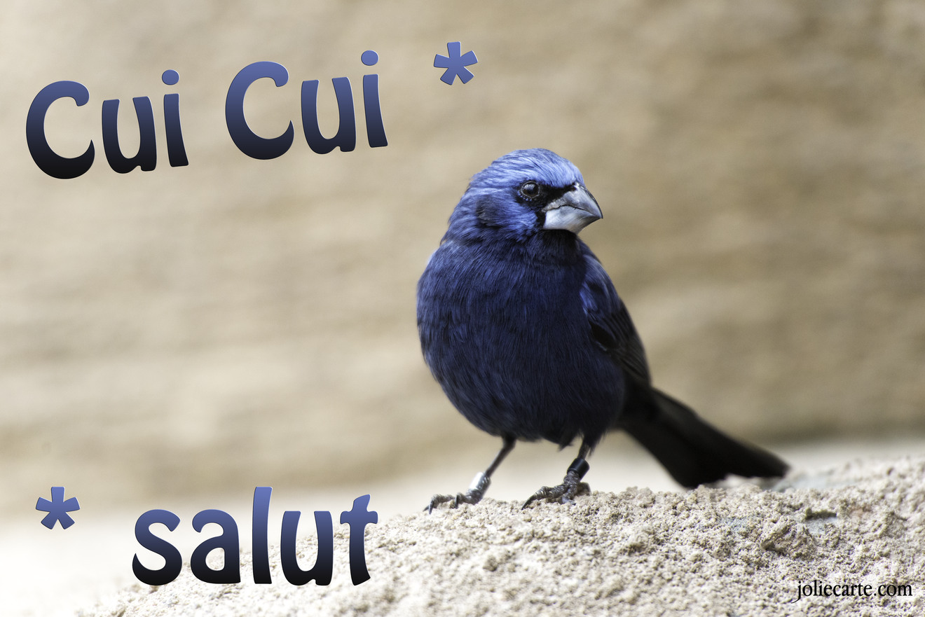 Cui cui (traduction : salut)