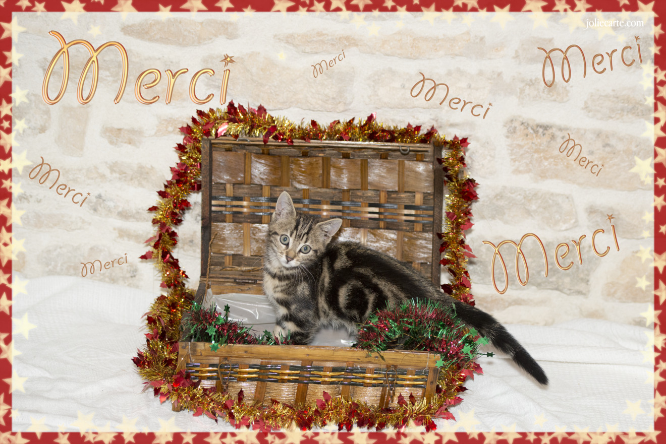 Cartes Virtuelles Merci Noel Chat Joliecarte